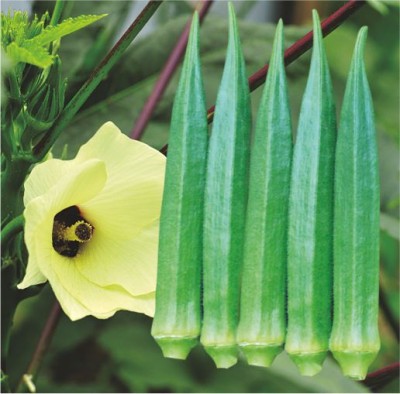 IMP GREEN GOLD